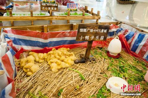 廣西多家商場(chǎng)在大廳圈養(yǎng)動(dòng)物招攬顧客