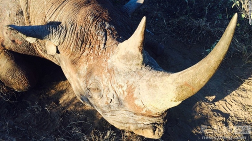 需要燒24小時(shí)才能燒完的象牙 需要燒24小時(shí)才能燒完的象牙