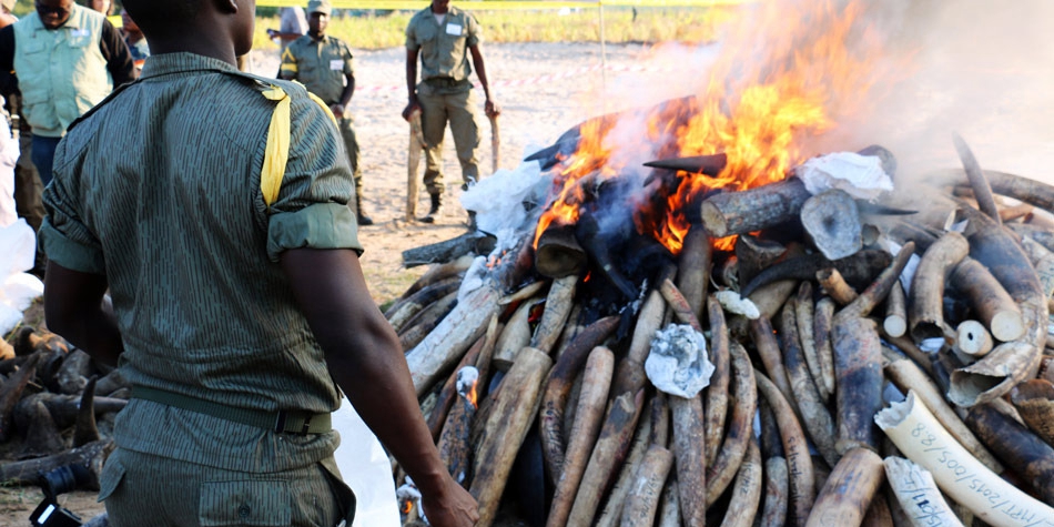需要燒24小時(shí)才能燒完的象牙 需要燒24小時(shí)才能燒完的象牙