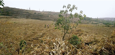 因干旱，農(nóng)田閑置尚未播種小麥