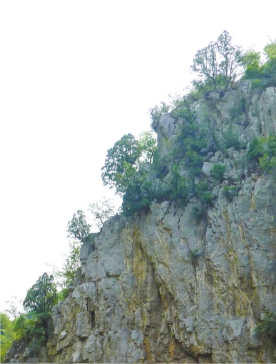 南太行山崖長的只是側(cè)柏,不是崖柏。