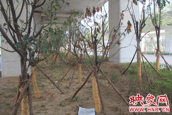 北三環(huán)經(jīng)三路橋下種的樹木有的葉子已經(jīng)干枯。