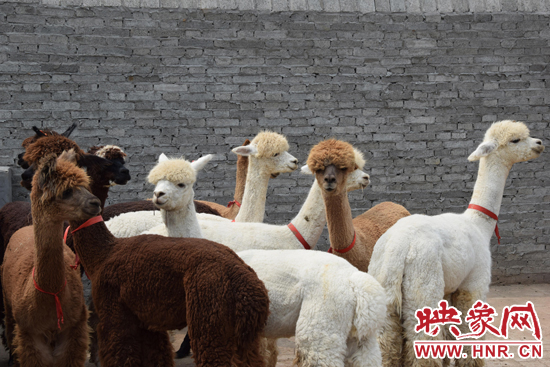 今年11月-12月,我省將再從智利引進(jìn)210只羊駝。