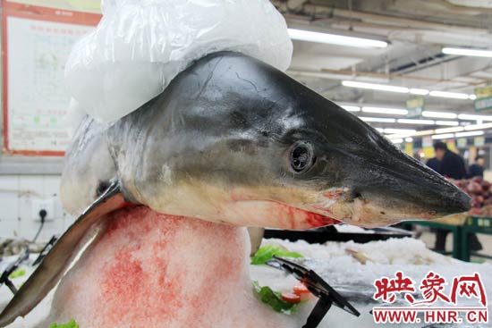 這條鯊魚長(zhǎng)約1.5米，寬約0.5米，上身被碎冰覆蓋，保存較完整。