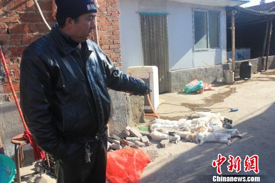 圖為家禽收購點(diǎn)的陳姓工作人員介紹，是這些愛狗人士的封堵讓這些兔子無辜死去?！●R義恒　攝