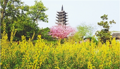 綠博園盛開的鮮花“期待”和市民“約會”。