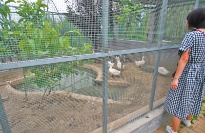 救助鳥類的大籠子里沒有鳥類，鴨子和鵝占了“鵲巢