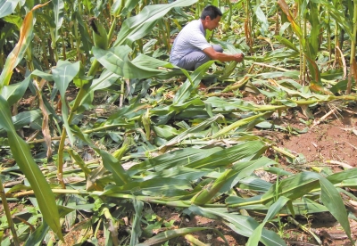 甕峪村一莊稼地，被野豬糟蹋的玉米。
