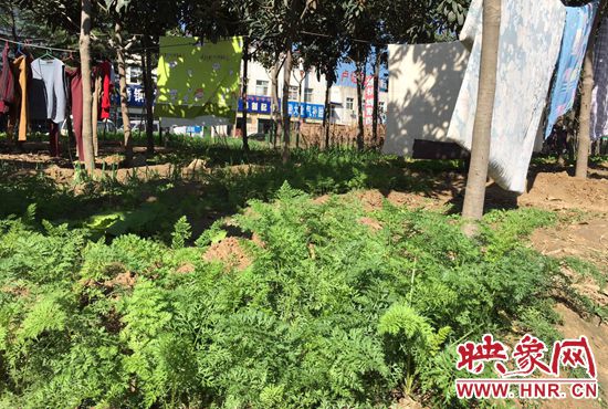 西四環(huán)中原路交叉口，大片生態(tài)廊道被毀，變成私家菜園。