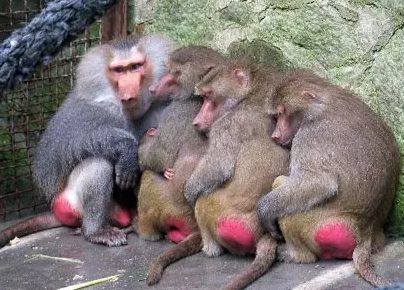 強(qiáng)冷空氣+雨 鄭州終于要下雪了！最低氣溫-6℃！