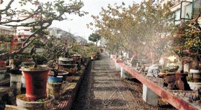 劉光嘉出示博物館內(nèi)部圖片中，擺放著各種盆景。