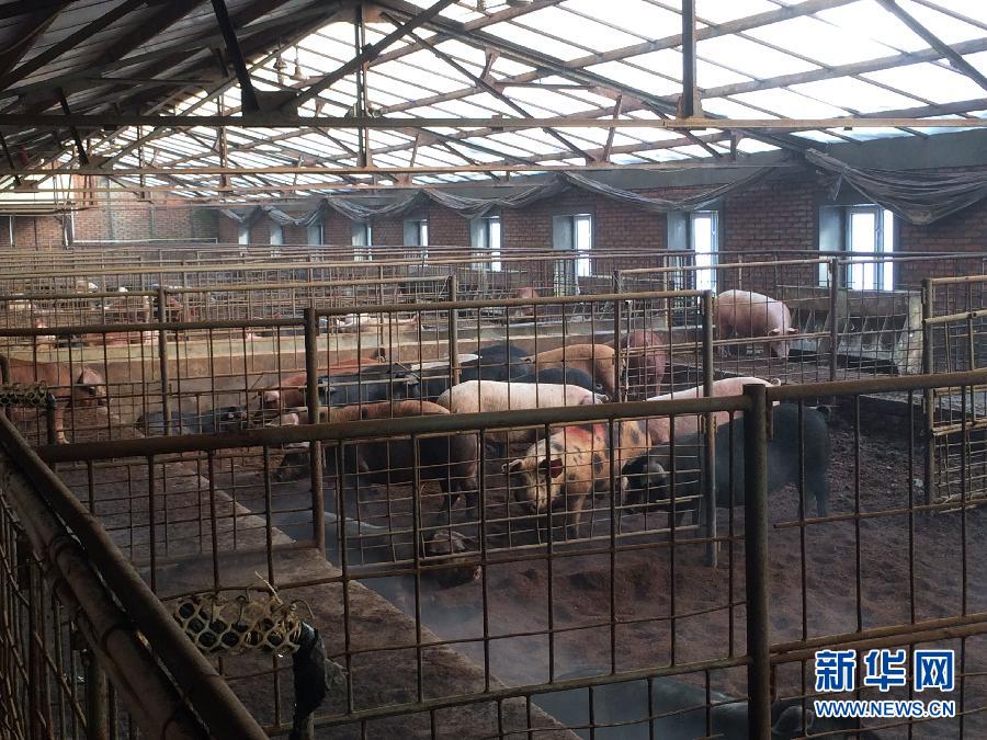 穗豐園里的豬舍（2013年12月8日攝）。新華社記者 程子龍 攝