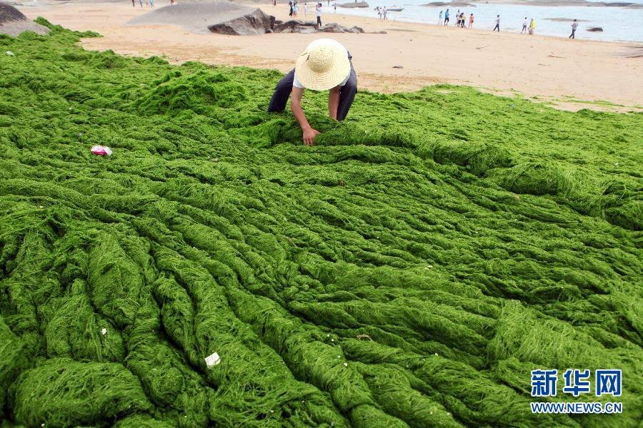 6月10日，山東日照市萬平口景區(qū)管理部門組織工作人員在清理海灘上的滸苔。