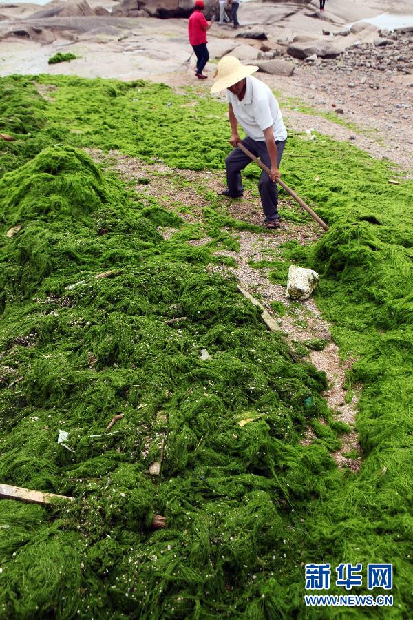 6月10日，山東日照市萬平口景區(qū)管理部門組織工作人員在清理海灘上的滸苔。