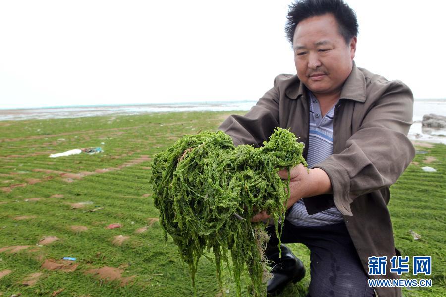 6月10日，在江蘇省連云港市贛榆縣海州灣旅游度假區(qū)，一名漁民在展示清理的滸苔。