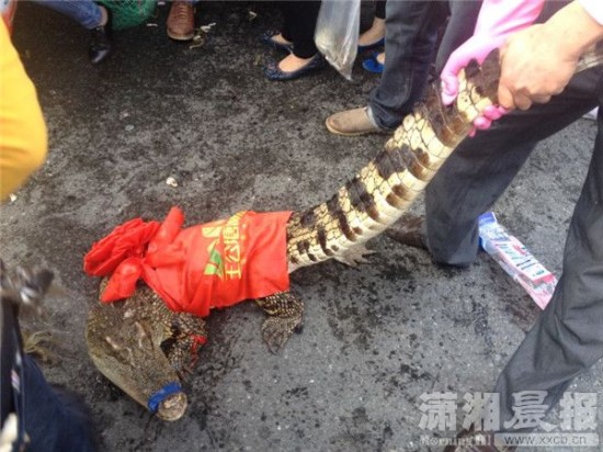 車上的鱷魚爬上路面。記者 向帥