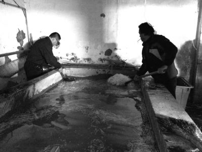 “黑作坊”的豆芽在臟亂不堪的水泥池中清洗。