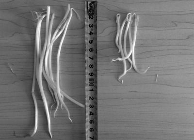 “黑作坊”制售的豆芽（左）和超市銷售的豆芽（右）長度形成鮮明對比。