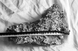 1月30日，新疆青河縣牧民別熱克·薩吾特意外撿到重7.85公斤左右的一塊狗頭黃金