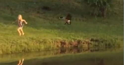 圖二：小女孩遭鵝襲擊向父親求救，但他不但沒有伸出援手，反而狂笑不止。