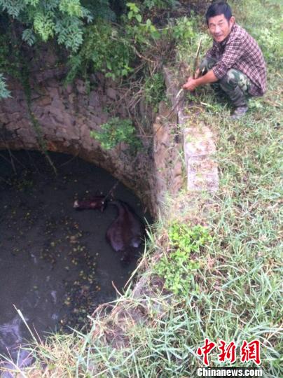 圖為大水牛掉進(jìn)13米深坑，民警消防灌水施救。