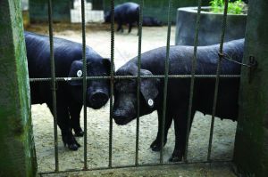 觀測點飼養(yǎng)區(qū)設(shè)有豬圈，可觀察豬是否有異常反應(yīng)