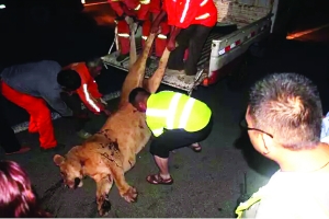 這頭母獅體態(tài)彪悍，重達(dá)400斤左右 網(wǎng)絡(luò)圖片　