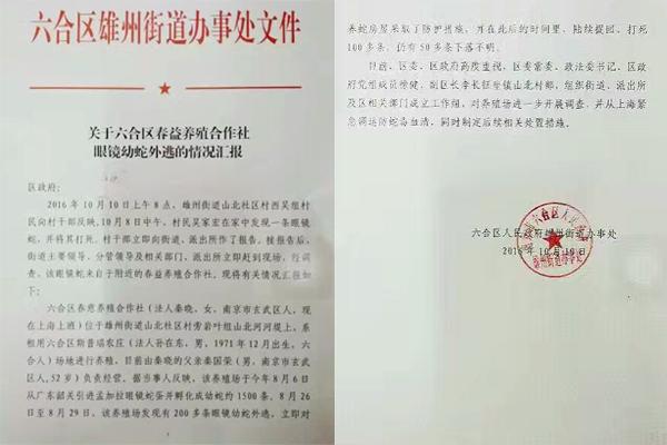 交匯點10月10日消息， 10日晚上，一則消息在南京人的朋友圈和微信群里瘋傳，網(wǎng)傳消息稱：六合雄州街道山北村一個農(nóng)莊私自養(yǎng)眼鏡蛇，幾天前突然跑出來了，估計二三百條。交匯點記者向六合區(qū)委宣傳部相關(guān)人士求證，證實了此事確實發(fā)生。