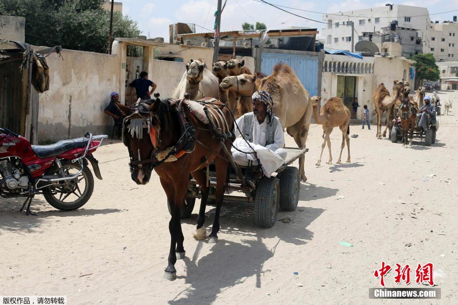 以色列對(duì)加沙發(fā)動(dòng)地面進(jìn)攻 民眾攜羊群逃難 以色列對(duì)加沙發(fā)動(dòng)地面進(jìn)攻 民眾攜羊群逃難