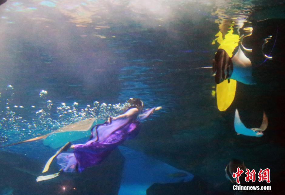 9月7日，在中秋節(jié)到來(lái)前一天，山東泉城海洋極地世界為游客帶來(lái)“嫦娥水中奔月”表演。