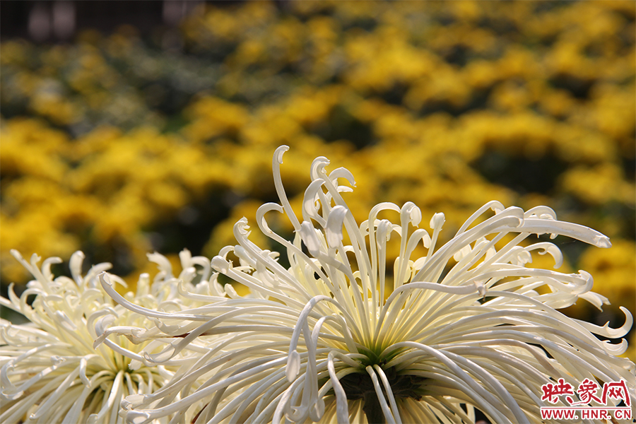 菊花飄香。