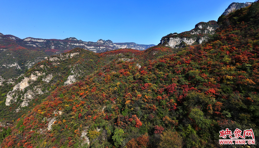 紅色，黃色，綠色的樹葉相互映襯