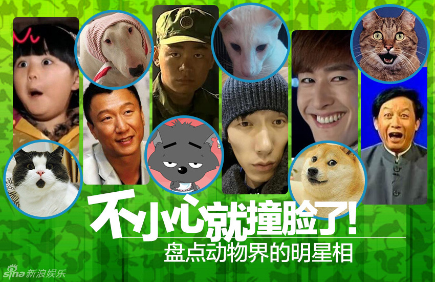 不小心就撞臉了！盤(pán)點(diǎn)動(dòng)物界的明星相