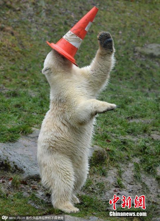 德國雙胞胎北極熊生日派對(duì)玩轉(zhuǎn)交通錐標(biāo)