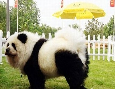 意大利馬戲團將松獅犬染成熊貓賺錢 意大利馬戲團將松獅犬染成熊貓賺錢