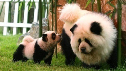 意大利馬戲團將松獅犬染成熊貓賺錢 意大利馬戲團將松獅犬染成熊貓賺錢