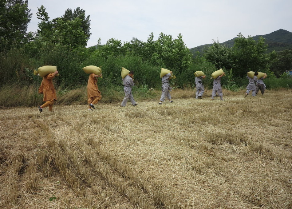 武僧在田間肩扛糧食。