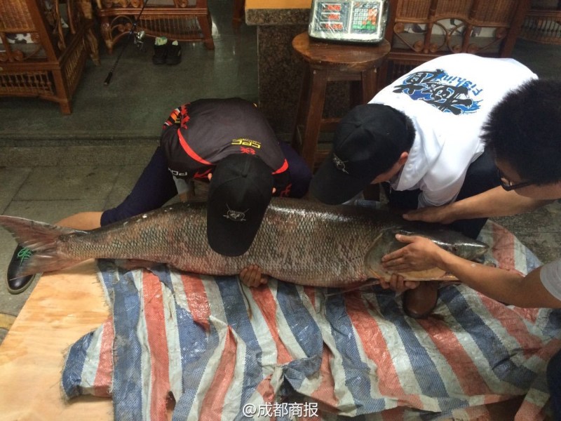 圖為父子倆翻動(dòng)大魚。