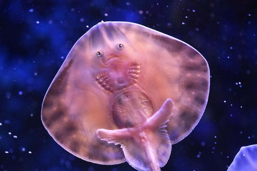 它頭上長得像眼睛的東西其實是它腹部的腮。