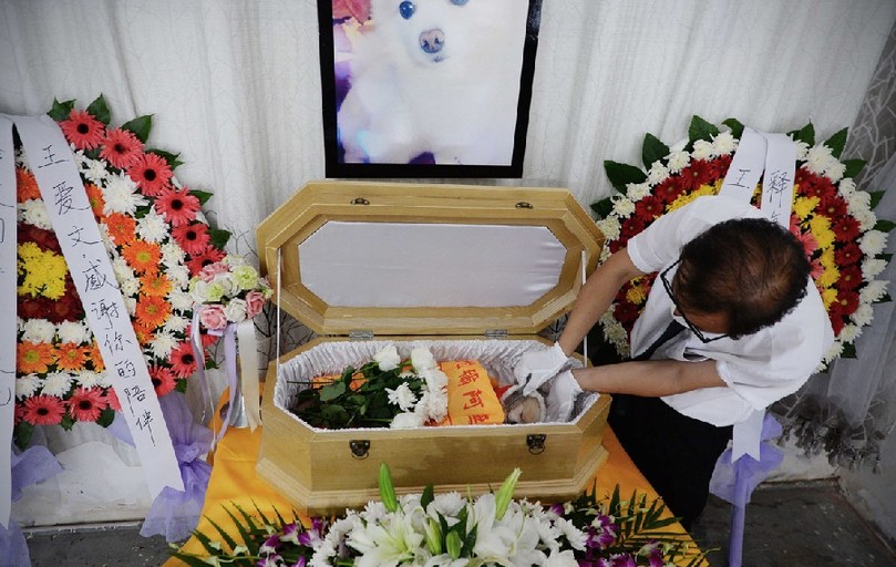 一名工作人員給狗狗整理儀容。