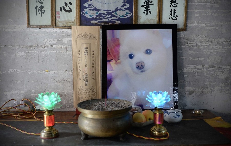 寵物狗的遺像被擺放在寺廟中。