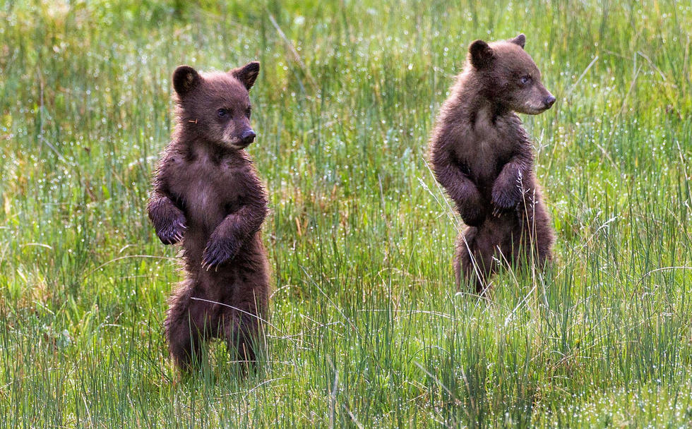 當看到這些可愛的小熊照片時，你的心一定被它們的模樣給萌化了吧！