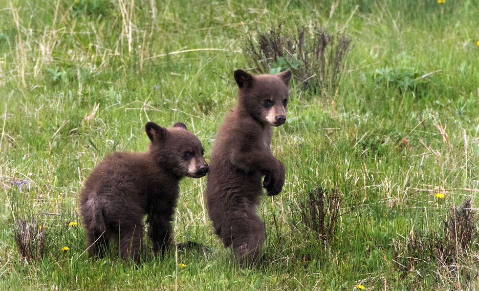 兩只萌噠噠的小熊在一顆大樹下玩躲貓貓，一會突然跳出來嚇唬對方，一會對著彼此做鬼臉，逗趣模樣讓人忍不住捧腹大笑。