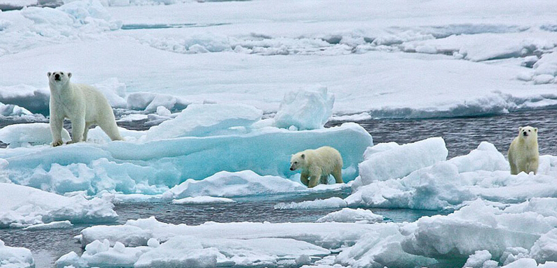 北極熊寶寶起來后看見有攝像機(jī)，便好奇地盯住娜塔西亞手中的機(jī)器。