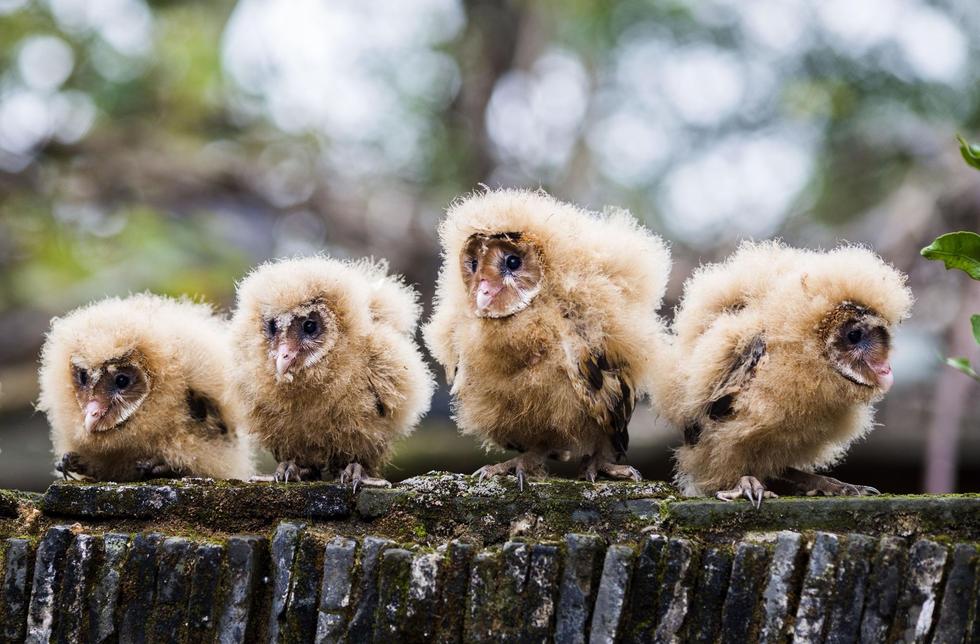 日前，九江市都昌縣蔡嶺鎮(zhèn)的曹女士上山采茶籽時，撿到5只可愛的雛鳥。經(jīng)野保工作人員鑒定，這5只雛鳥為國家二級野生保護(hù)動物猴面鷹，目前已被送往鳥類保護(hù)組織進(jìn)行救護(hù)。
