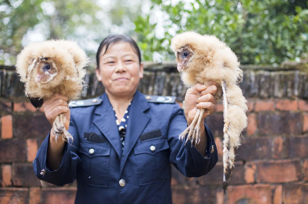 11月6日，記者聯(lián)系上都昌縣的村民危億玲，她是撿到雛鳥的曹女士的兒媳。她向記者介紹，稱他們家住在蔡嶺鎮(zhèn)北炎村港邊舍自然村，她婆婆11月4日下午上山采茶籽時，在樹下發(fā)現(xiàn)了5只可愛的雛鳥并帶回了家。