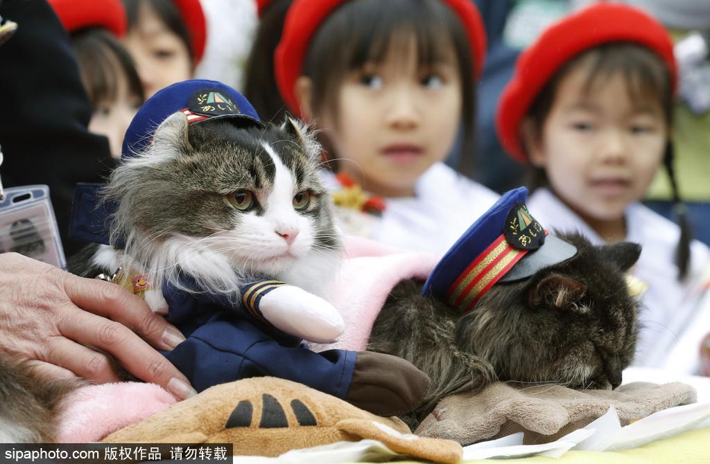 日本福島縣實(shí)習(xí)貓站長(zhǎng)Love上任 日本福島縣實(shí)習(xí)貓站長(zhǎng)Love上任