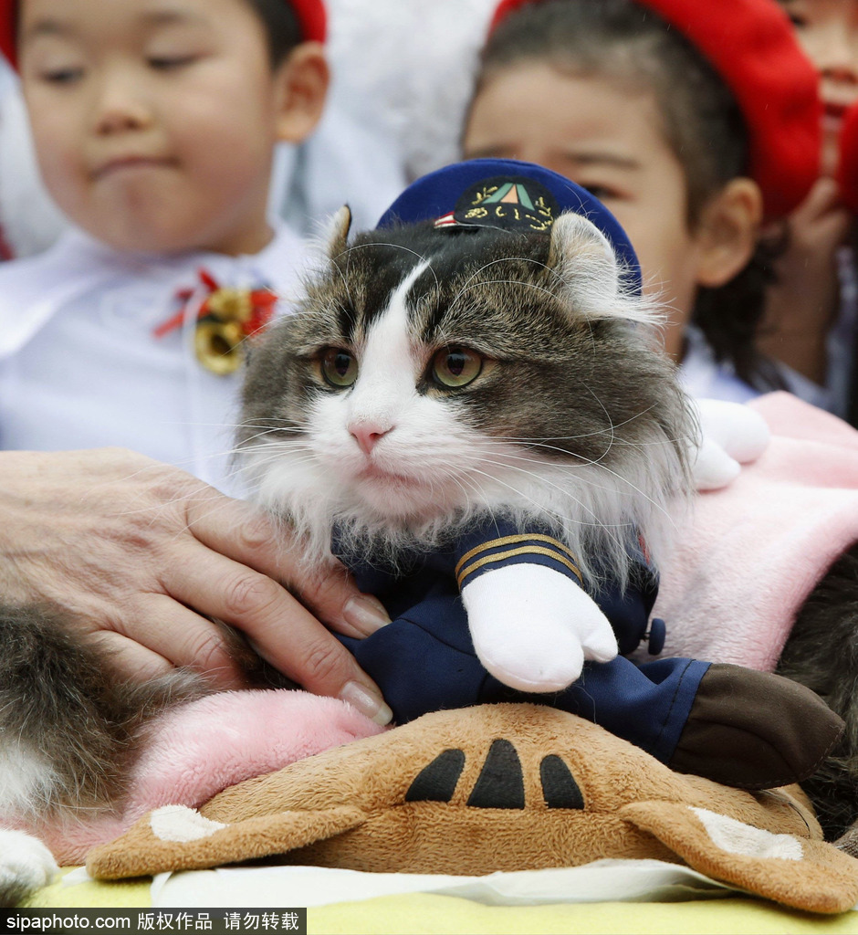 日本福島縣實(shí)習(xí)貓站長(zhǎng)Love上任 日本福島縣實(shí)習(xí)貓站長(zhǎng)Love上任