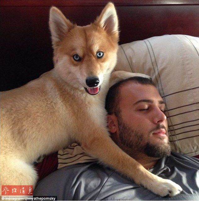 狐貍還是狗？藍(lán)眼睛萌寵走紅網(wǎng)絡(luò)