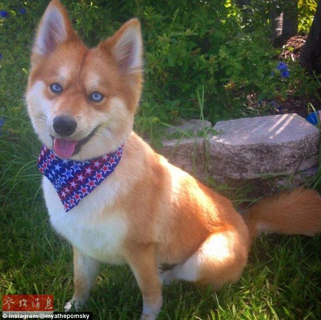 狐貍還是狗？藍(lán)眼睛萌寵走紅網(wǎng)絡(luò)